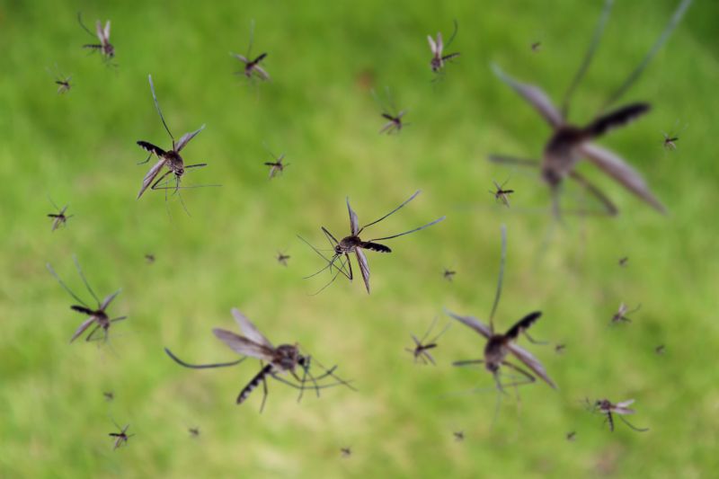 Mosquito Control Service in Denton, TX
