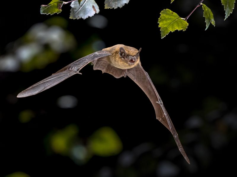 Health Risks Associated With Birds And Bats On Your Property