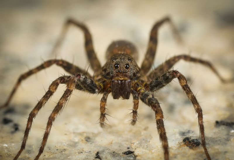 Huntsman Spider Extermination in Katy, TX