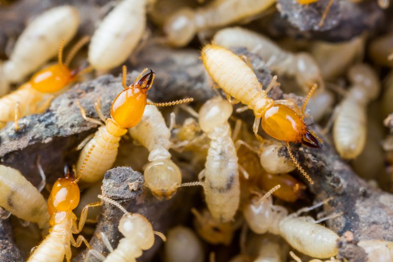 Termite Tenting in Davis County, UT